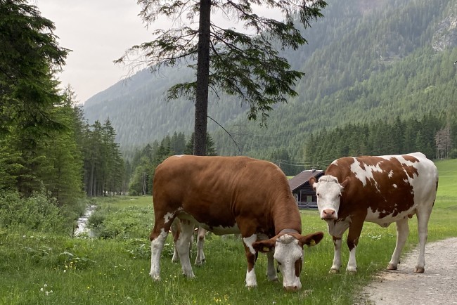 Kuhherde auf der Alm