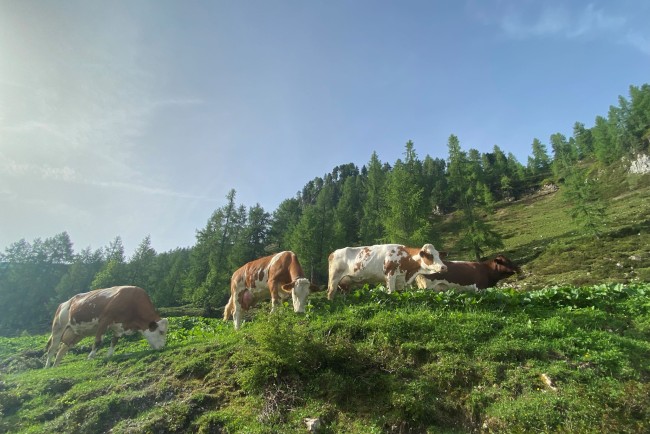 Kuhherde auf der Alm in Flachau