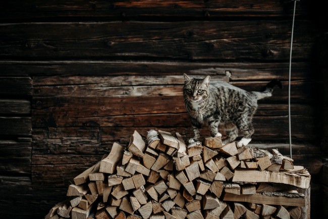 Kater auf der Alm in Flachau