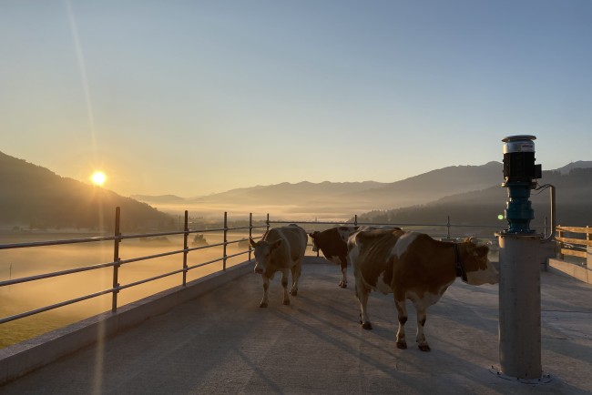 Kühe auf dem Unterbichlgut