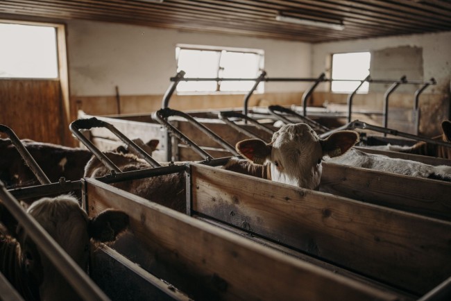 Kälber auf dem Unterbichlgut