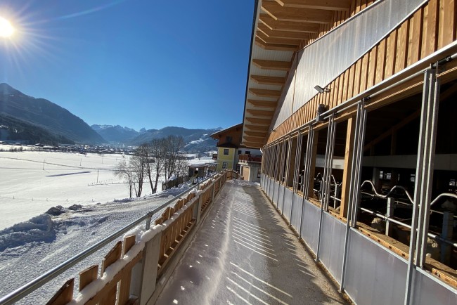 Kuhstall in Flachau 