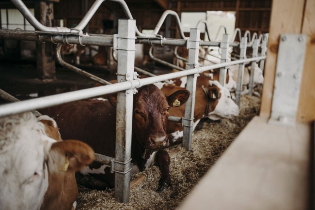 Kühe im Stall auf dem Unterbichlgut