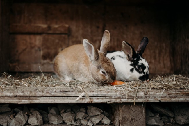 Hasen am Bauernhof Unterbichl in Flachau