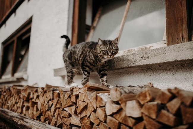 Katze am Bauernhof Unterbichl in Flachau