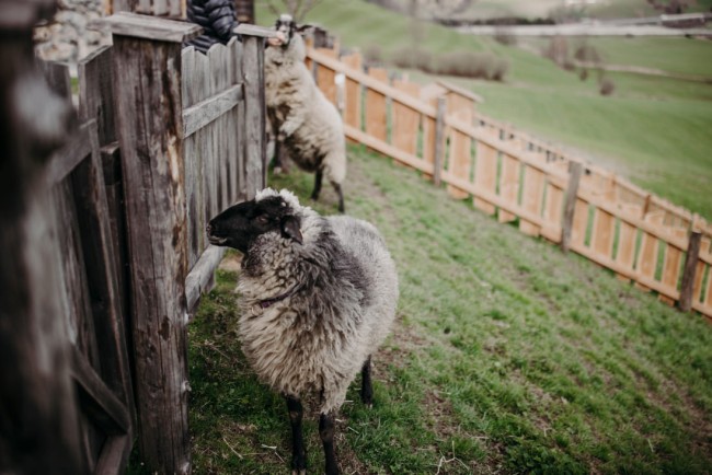 Schafe am Bauernhof Unterbichl in Flachau