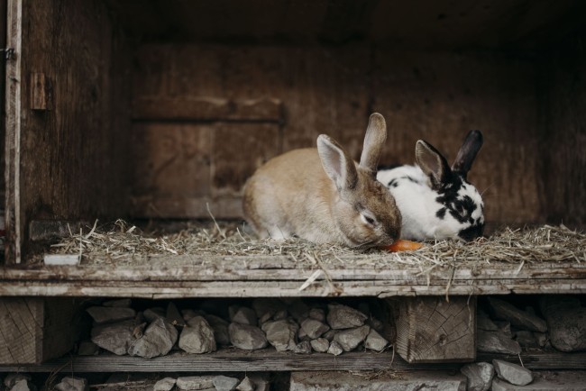 Kleintiere am Bauernhof Unterbichl im Salzburger Land