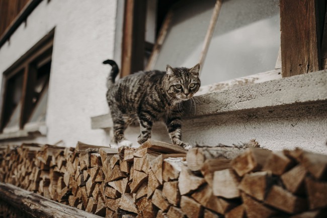 Katzen am Bauernhof Unterbichl im Salzburger Land