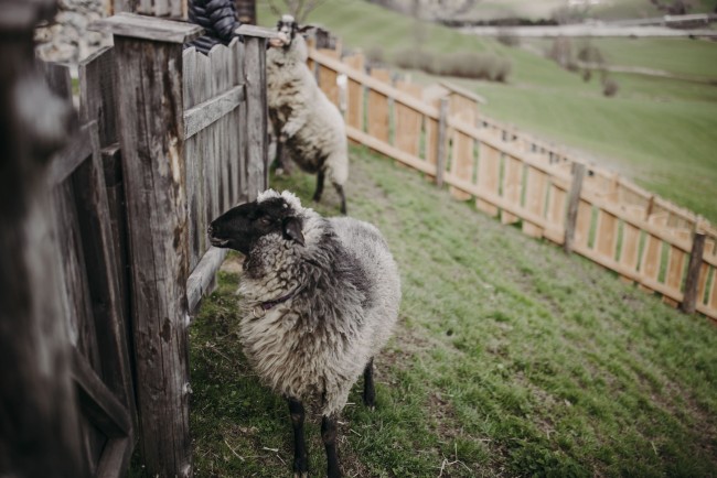 Schafe am Bauernhof Unterbichl im Salzburger Land