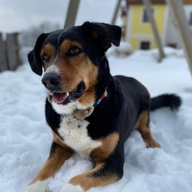 Hündin am Bauernhof Unterbichl im Salzburger Land