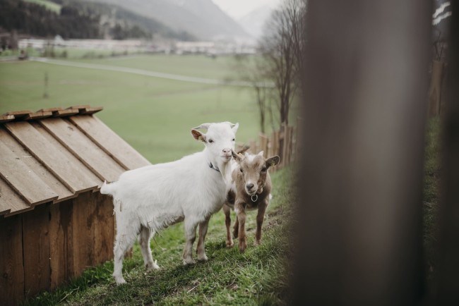 Ziegen am Bauernhof Unterbichl im Salzburger Land