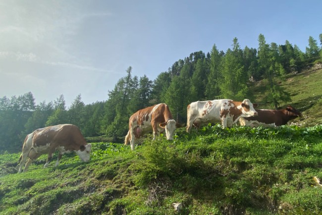 Unsere Kühe auf der Pleißlingalm